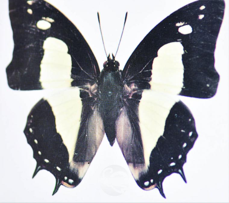 image149.jpg