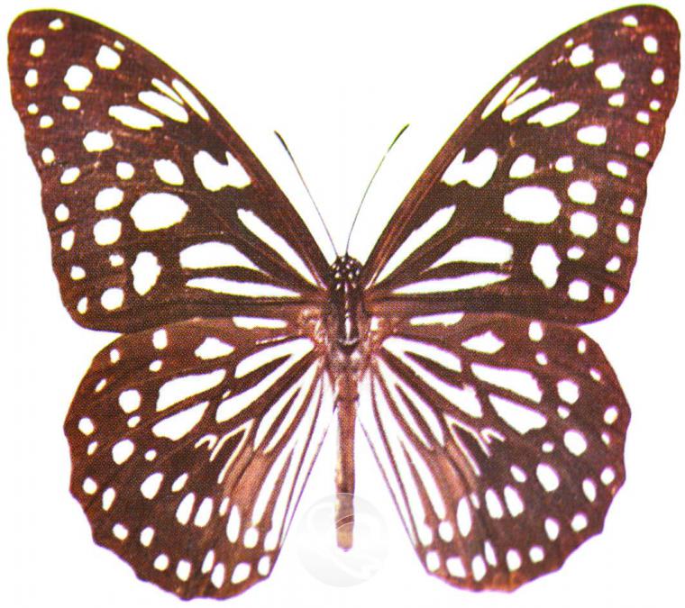 image113.jpg