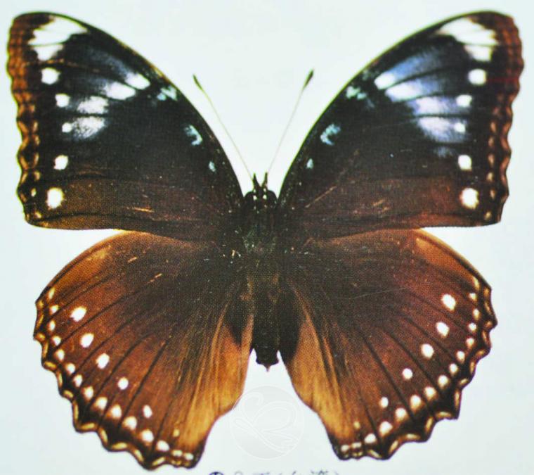image189.jpg