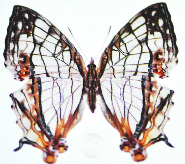 image183.jpg