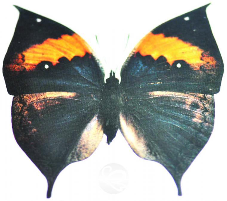 image185.jpg